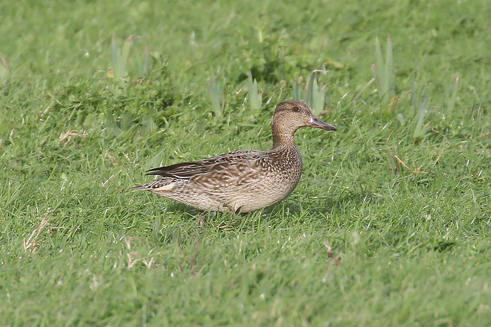 Common Teal by Mick Dryden