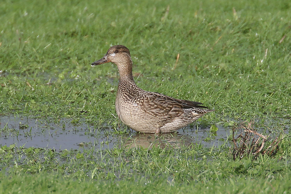 Common Teal by Mick Dryden