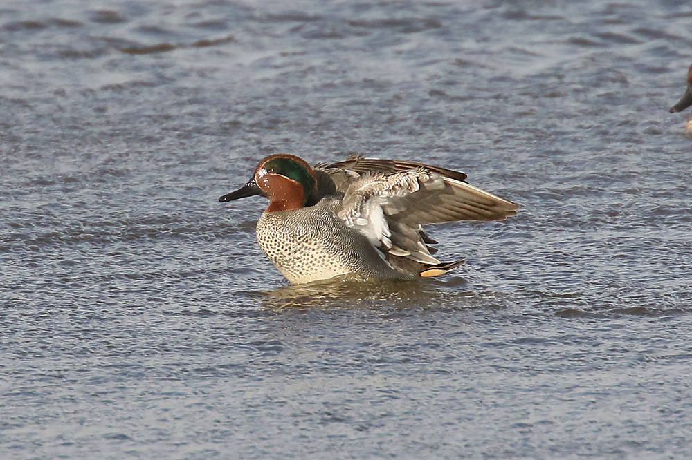 Common Teal by Mick Dryden