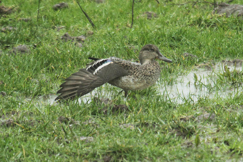 Common Teal by Mick Dryden