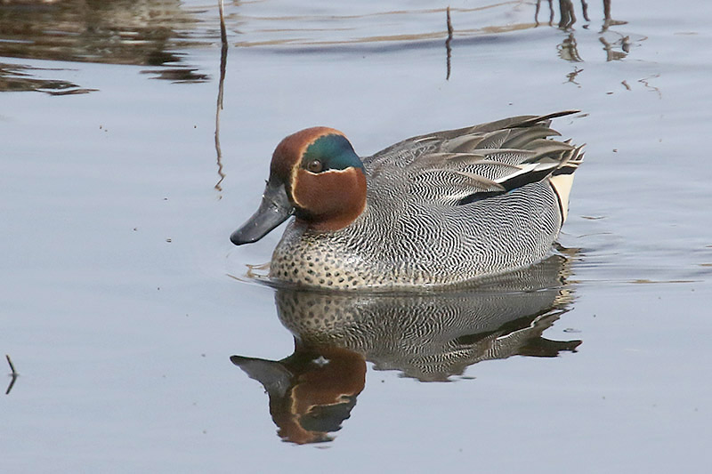 Teal by Mick Dryden