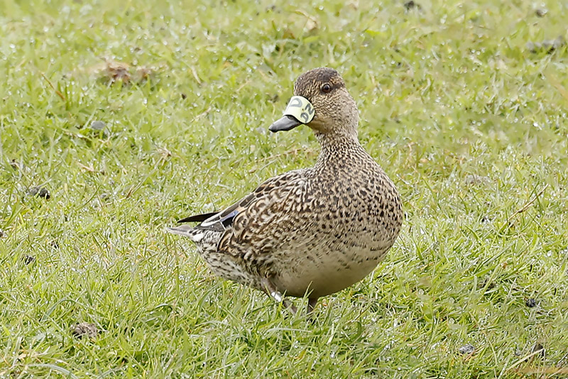 Teal by Mick Dryden