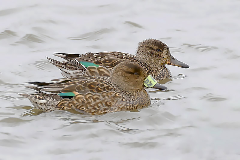 Teal by Mick Dryden