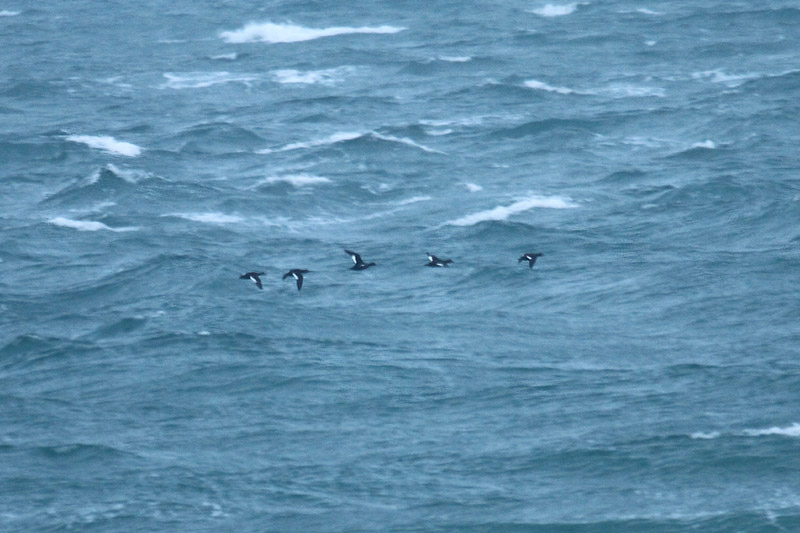 Velvet Scoters by Mick Dryden