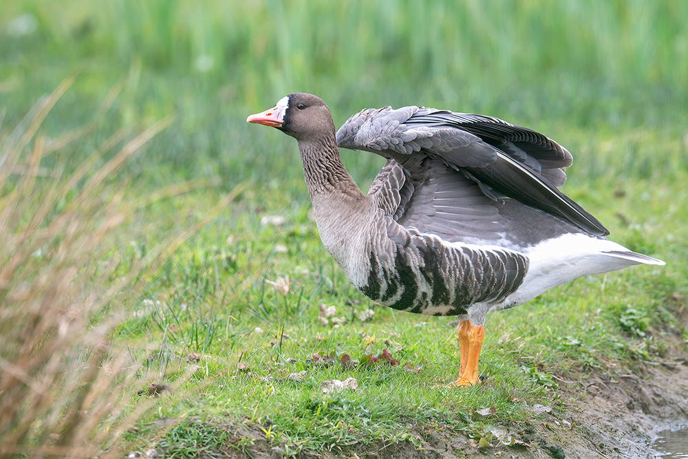 Russian White-fronted Goose by Romano da Costa