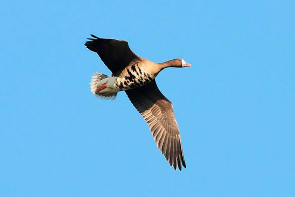 Whitefronted Goose by Romano da Costa