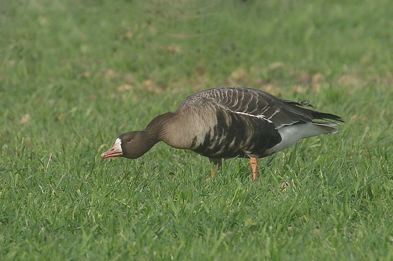 White fronted Goose by Mick Dryden