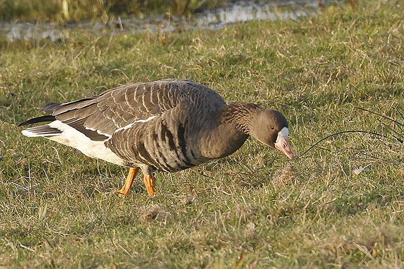 White fronted Goose by Mick Dryden