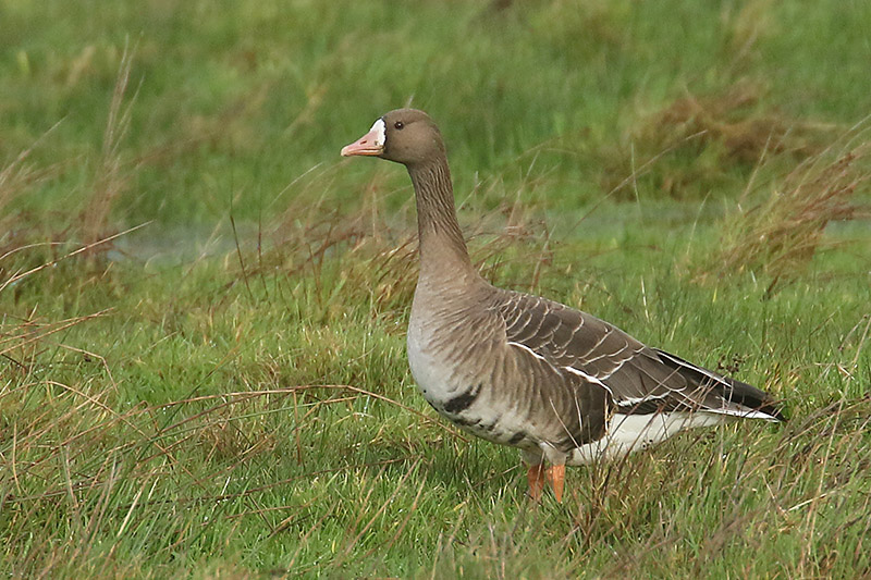 Whitefronted Goose by Mick Dryden