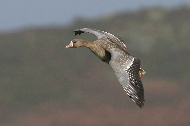 White fronted Goose by Mick Dryden