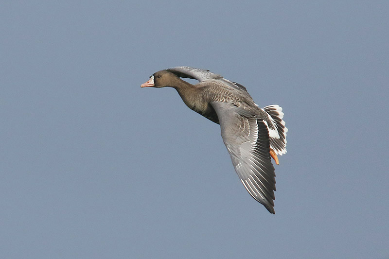 Whitefronted Goose by Mick Dryden