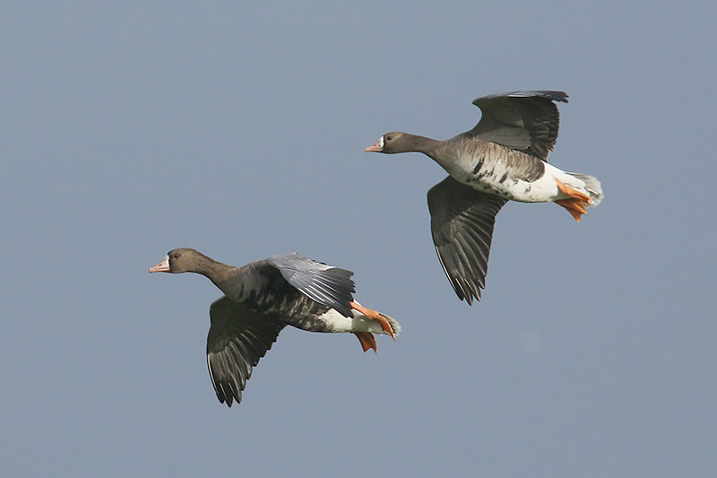 Whitefronted Goose by Mick Dryden