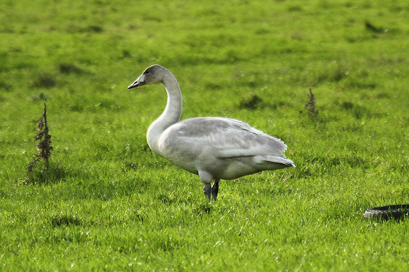Whooper Swan by Mick Dryden