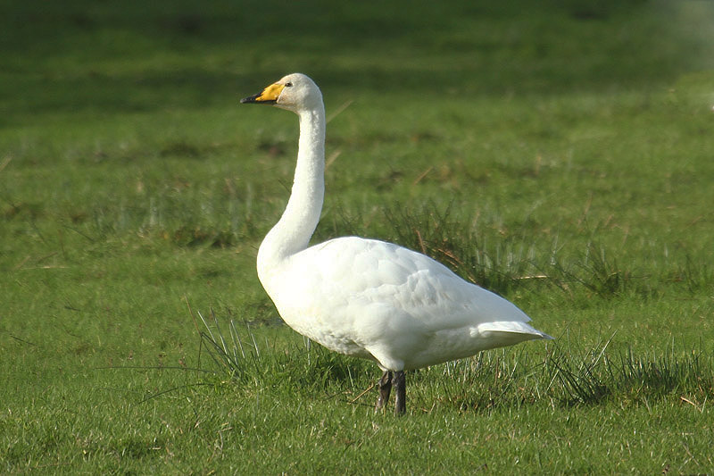 Whooper Swan by Mick Dryden