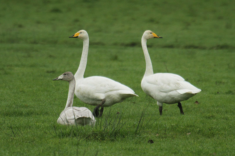 Whooper Swans by Mick Dryden