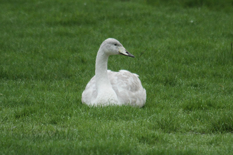 Whooper Swan by Mick Dryden