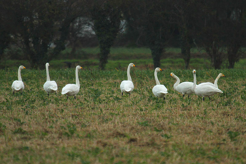 Whooper Swans by Mick Dryden