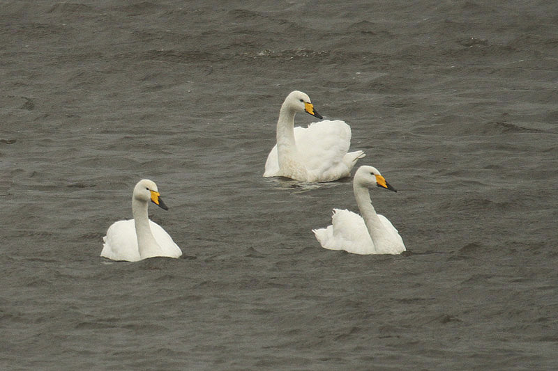 Whooper Swans by Mick Dryden