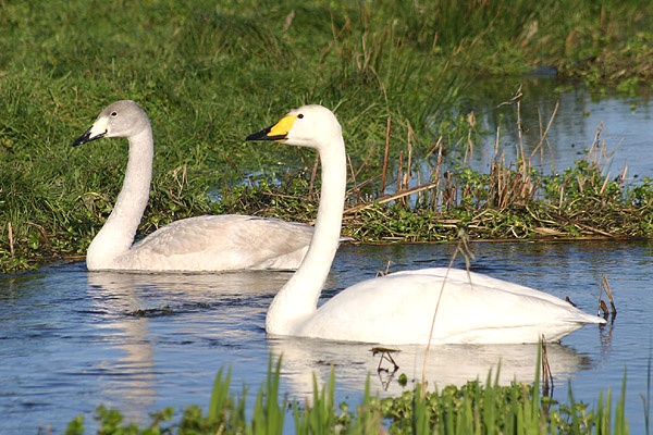 Whooper Swans by Mick Dryden