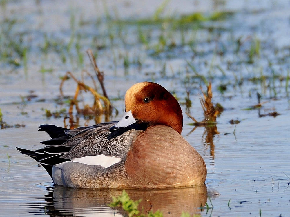 Wigeon by Alan Gicquel