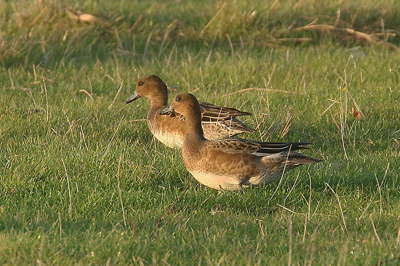 Wigeon by Mick Dryden