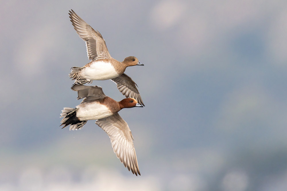 Wigeon by Romano da Costa