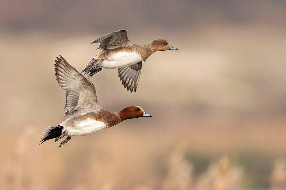 Wigeon by Romano da Costa