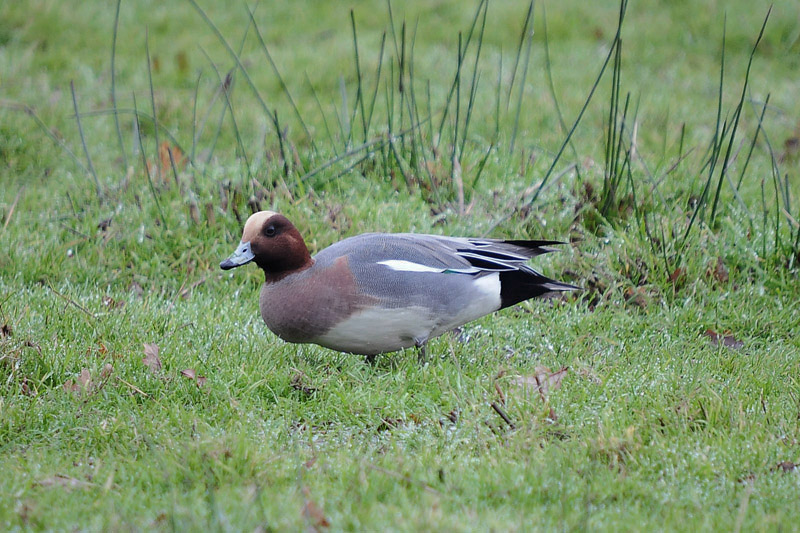 Eurasian Wigeon by Romano da Costa