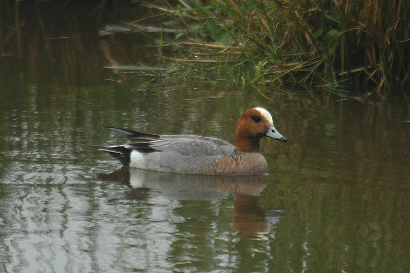 Wigeon by Mick Dryden