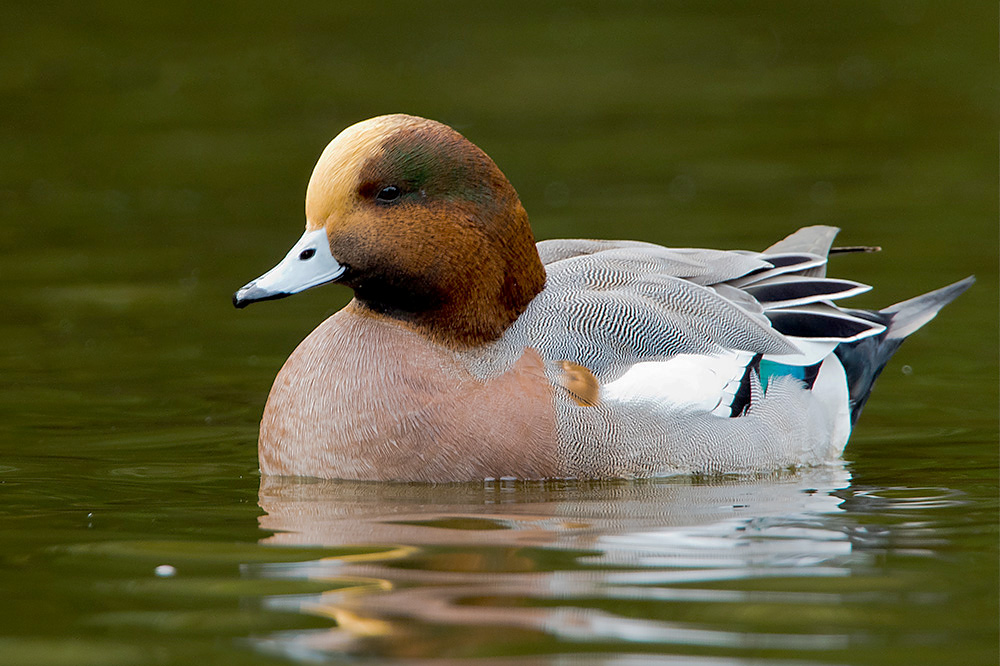 Wigeon by Romano da Costa
