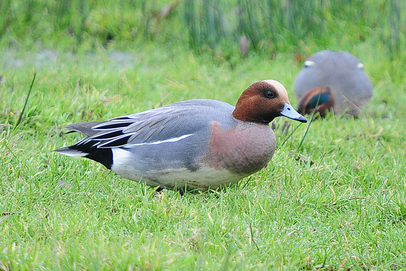 Wigeon by Romano da Costa