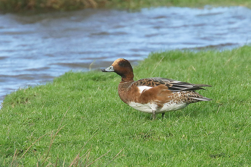 Wigeon by Mick Dryden