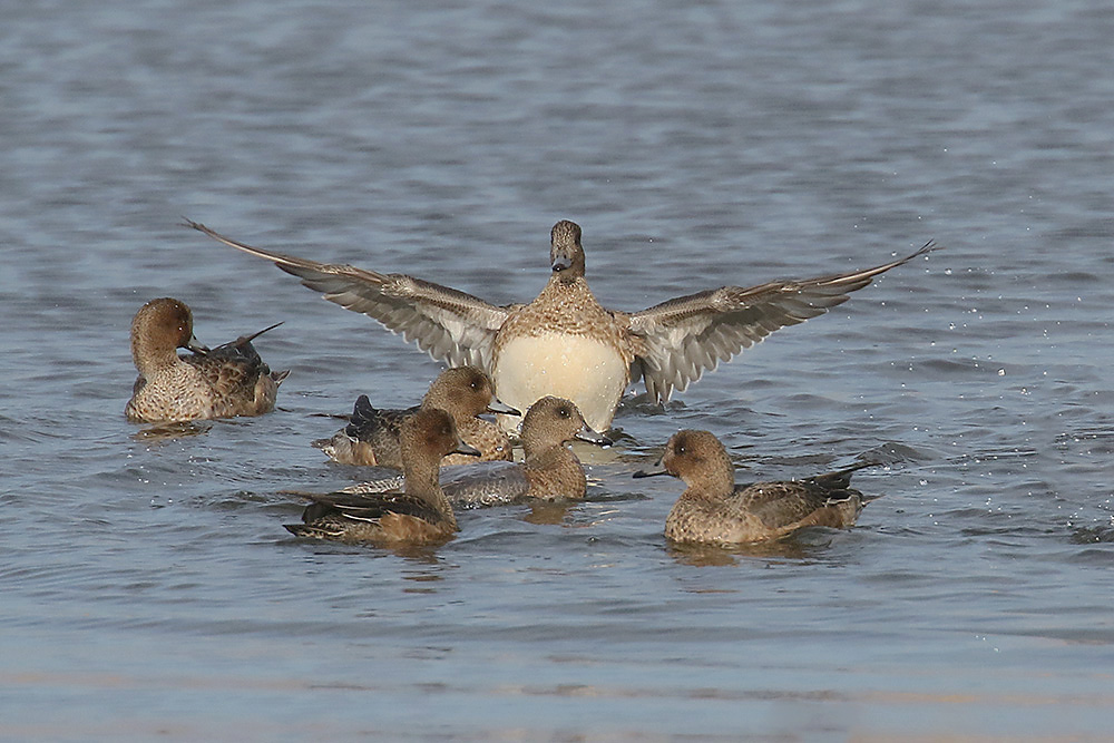 Wigeon by Mick Dryden