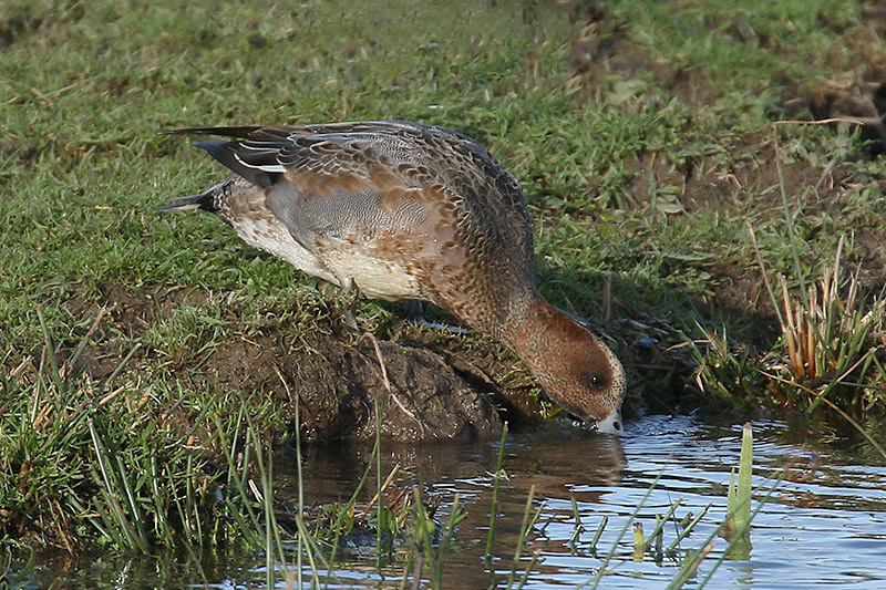 Wigeon by Mick Dryden