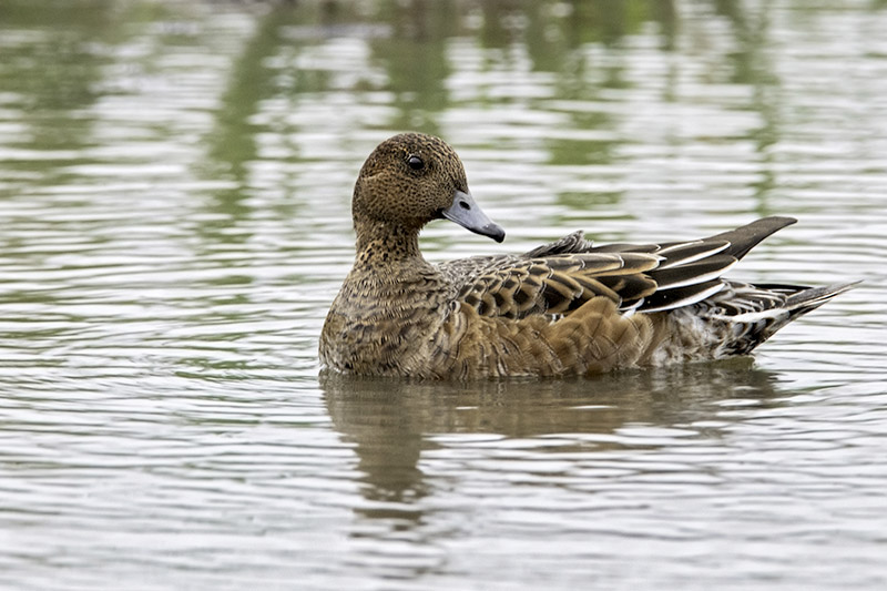 Wigeon by Romano da Costa