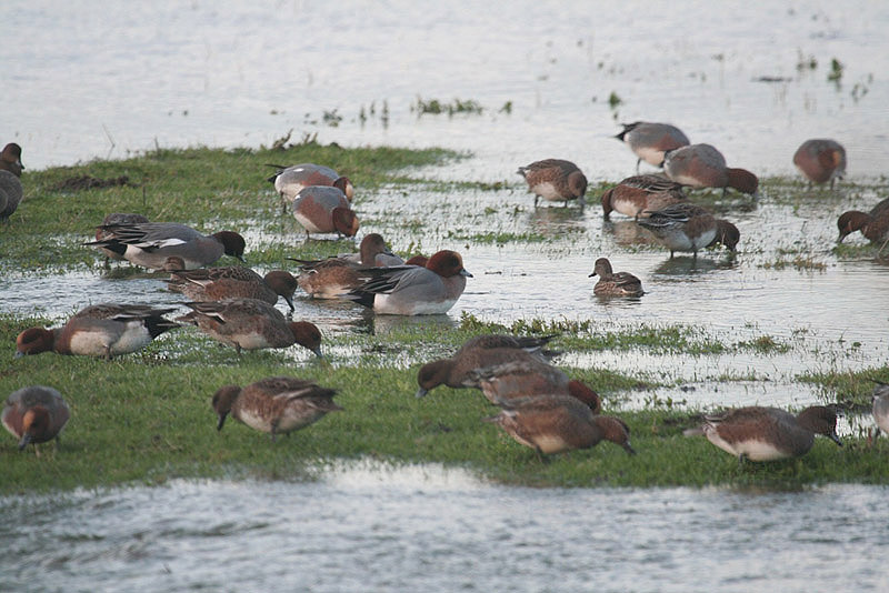 Wigeon by Tony Paintin