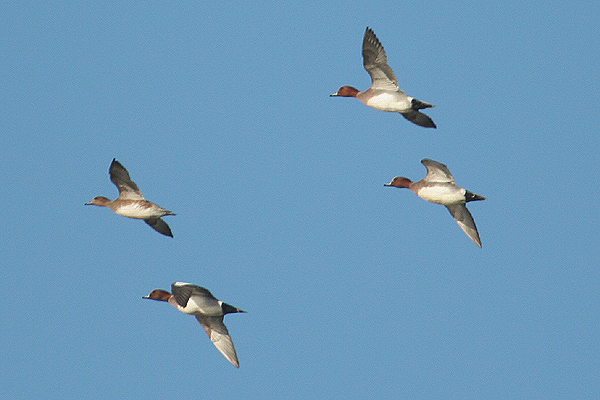 Eurasian Wigeon by Mick Dryden