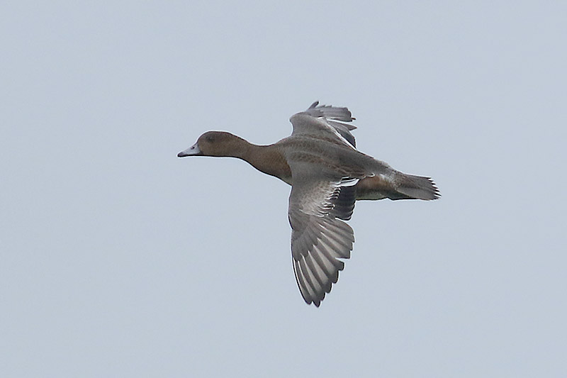 Wigeon by Mick Dryden