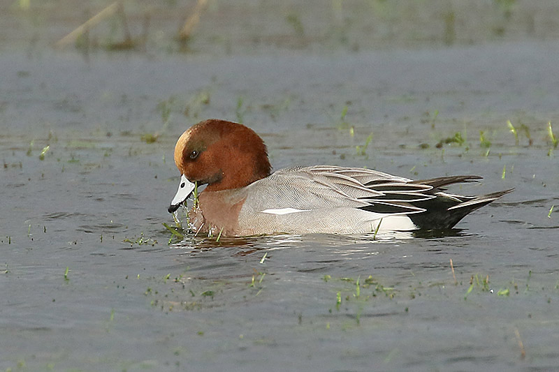 Wigeon by Mick Dryden