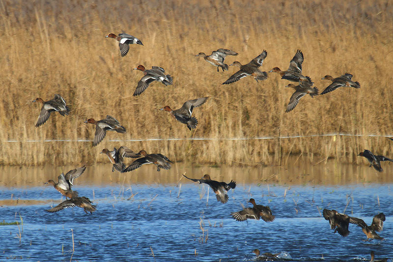 Wigeon by Tony Paintin