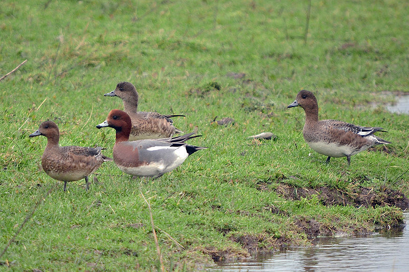 Wigeon by Romano da Costa