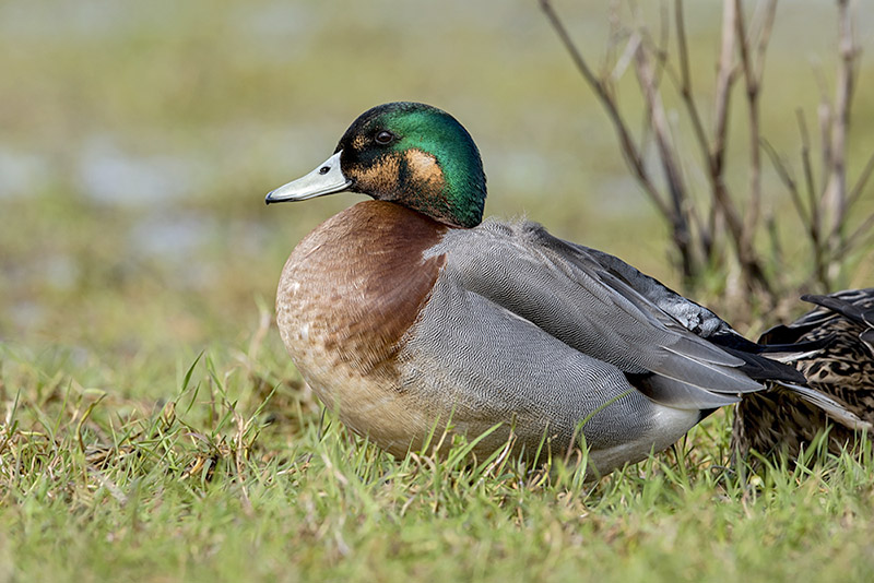 hybrid duck by Romano da Costa