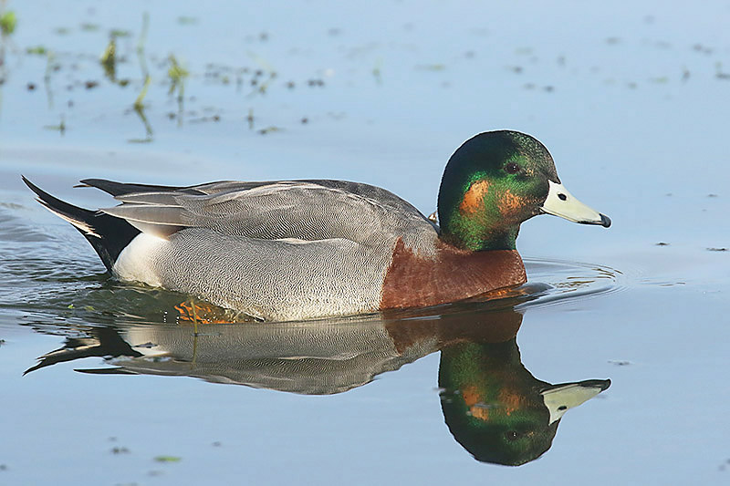 Wigeon Mallard hybrid by Mick Dryden