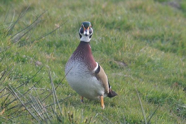 Wood Duck by Mick Dryden