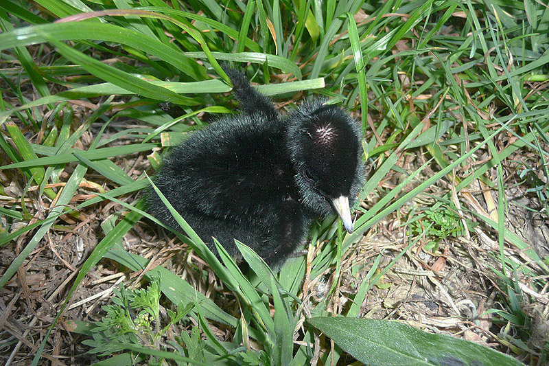 Water Rail by David Buxton