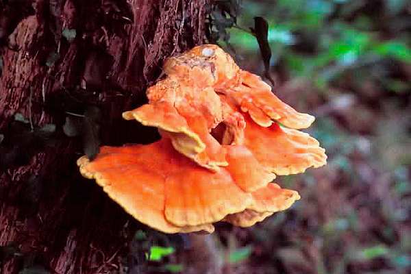 Chicken in the Wood by Richard Perchard