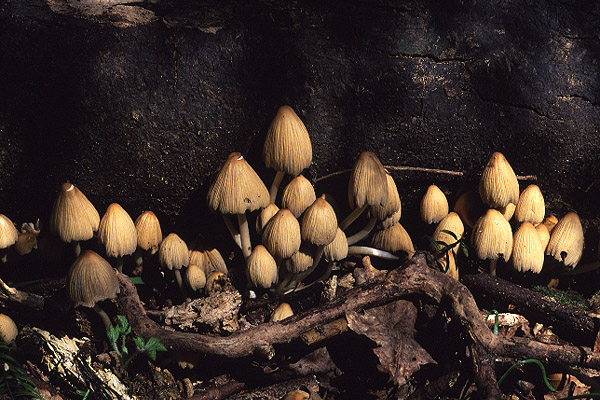 Coprinus sp by Richard Perchard