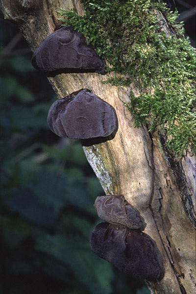 Jew's Ear by Richard Perchard