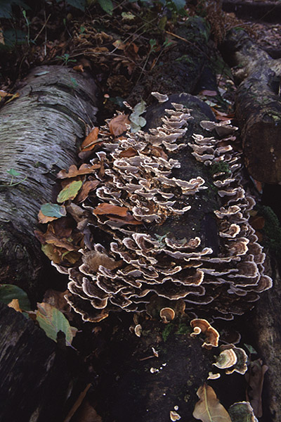 Many zoned Polypore by Richard Perchard