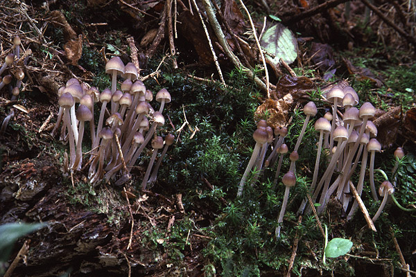 Mycena sp by Richard Perchard